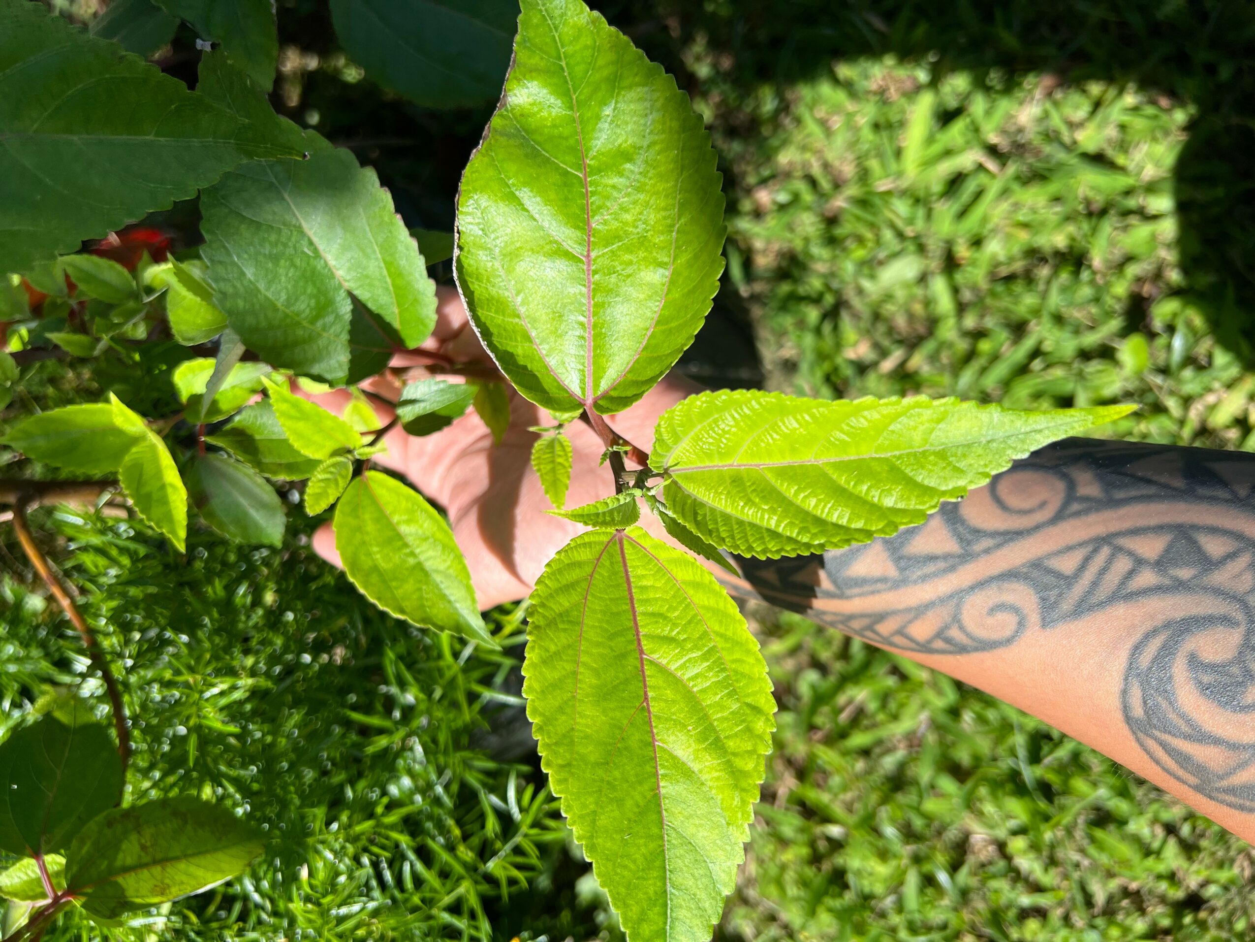 Close-up of green leaves on a plant with a person's arm and tattoo visible in the background.