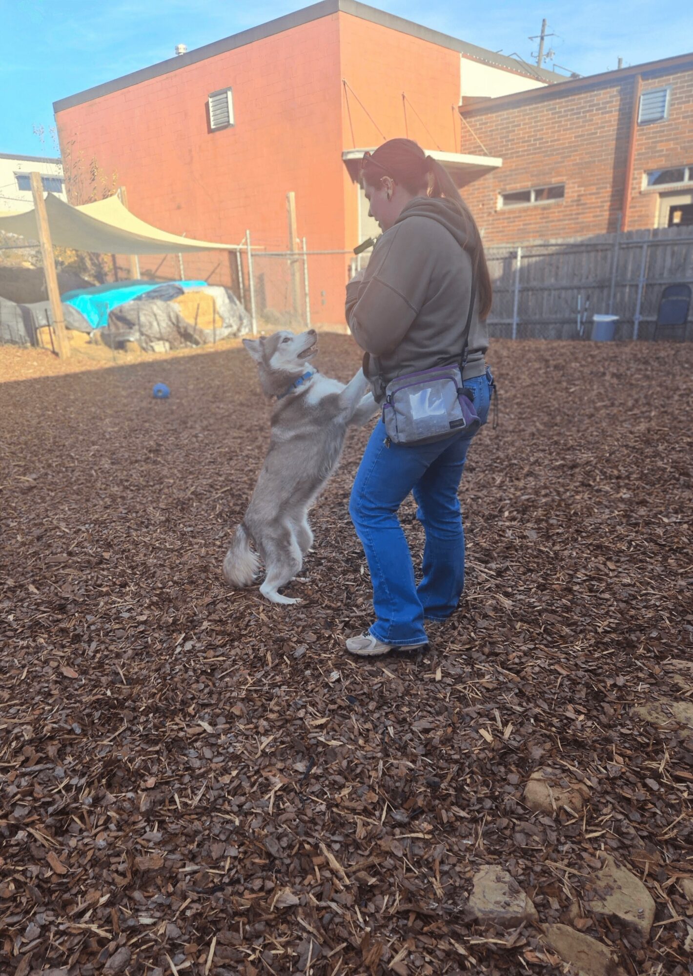 Person playing with a dog in an outdoor yard with buildings in the background.