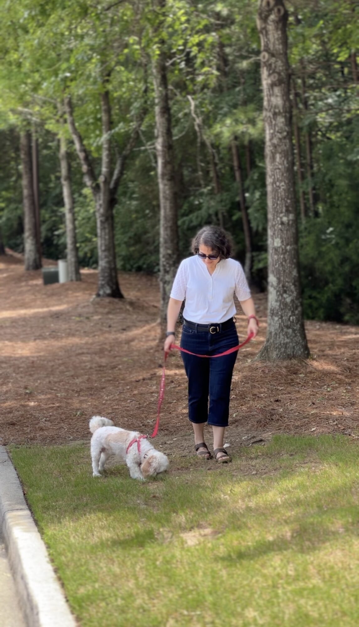 Person walking a small white dog on a leash in a park with trees and grass.