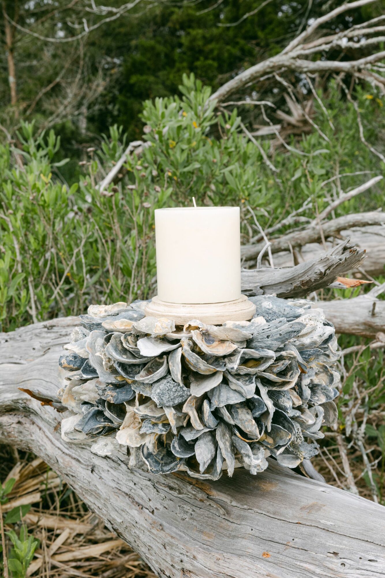 White candle on a cluster of grayish fungi on a fallen log in a forest setting
