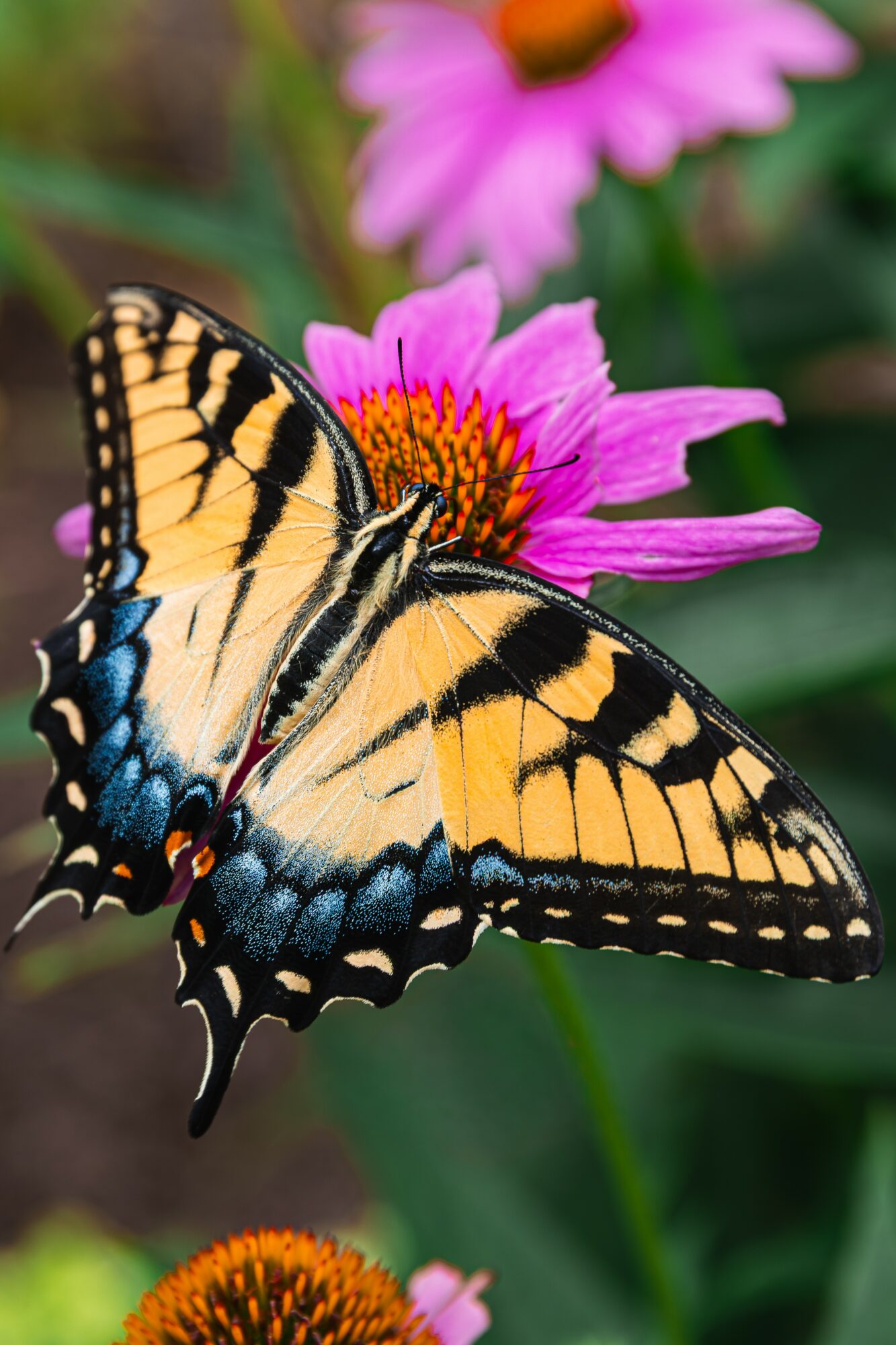 A butterfly with yellow, black, and blue wings perched on a pink flower with a yellow center.