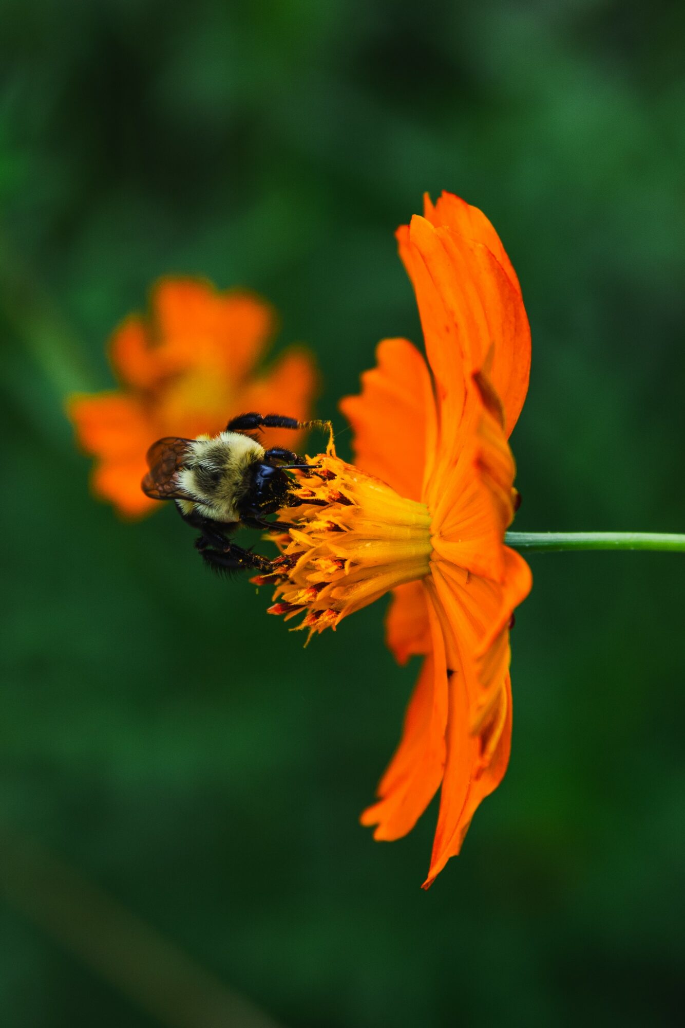 A bee on an orange flower with a green blurred background.