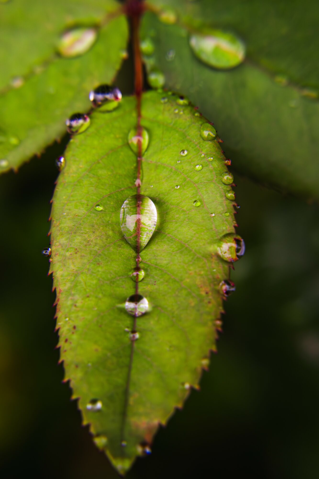 Close-up of a green leaf with water droplets, showing a central vein and serrated edges.
