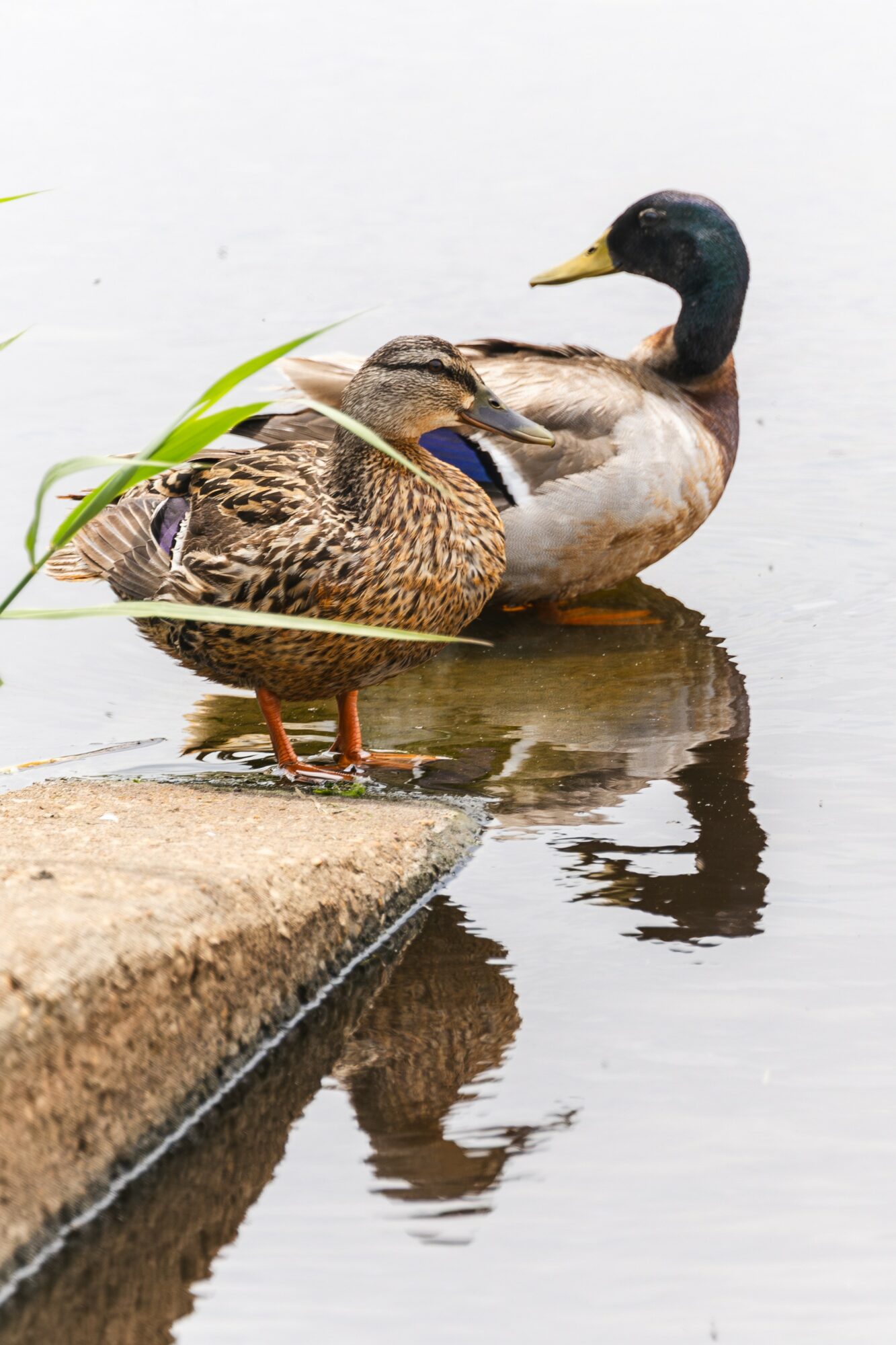 A duck and a mallard standing on a concrete edge by water, with their reflections visible in the water.