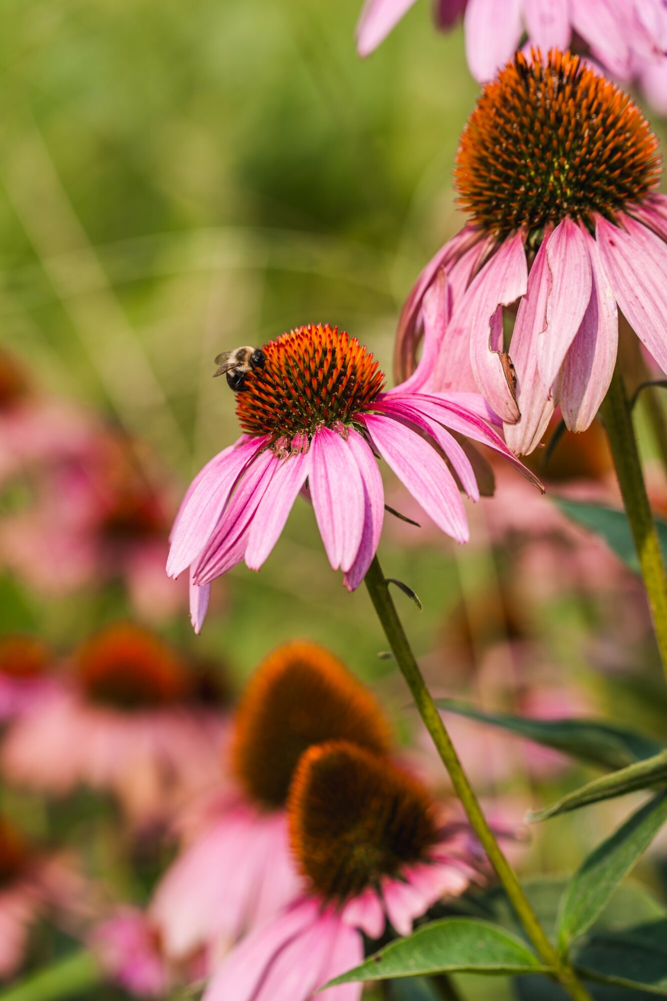 Close-up of pink coneflowers with orange centers, one with a bee, in a garden setting.
