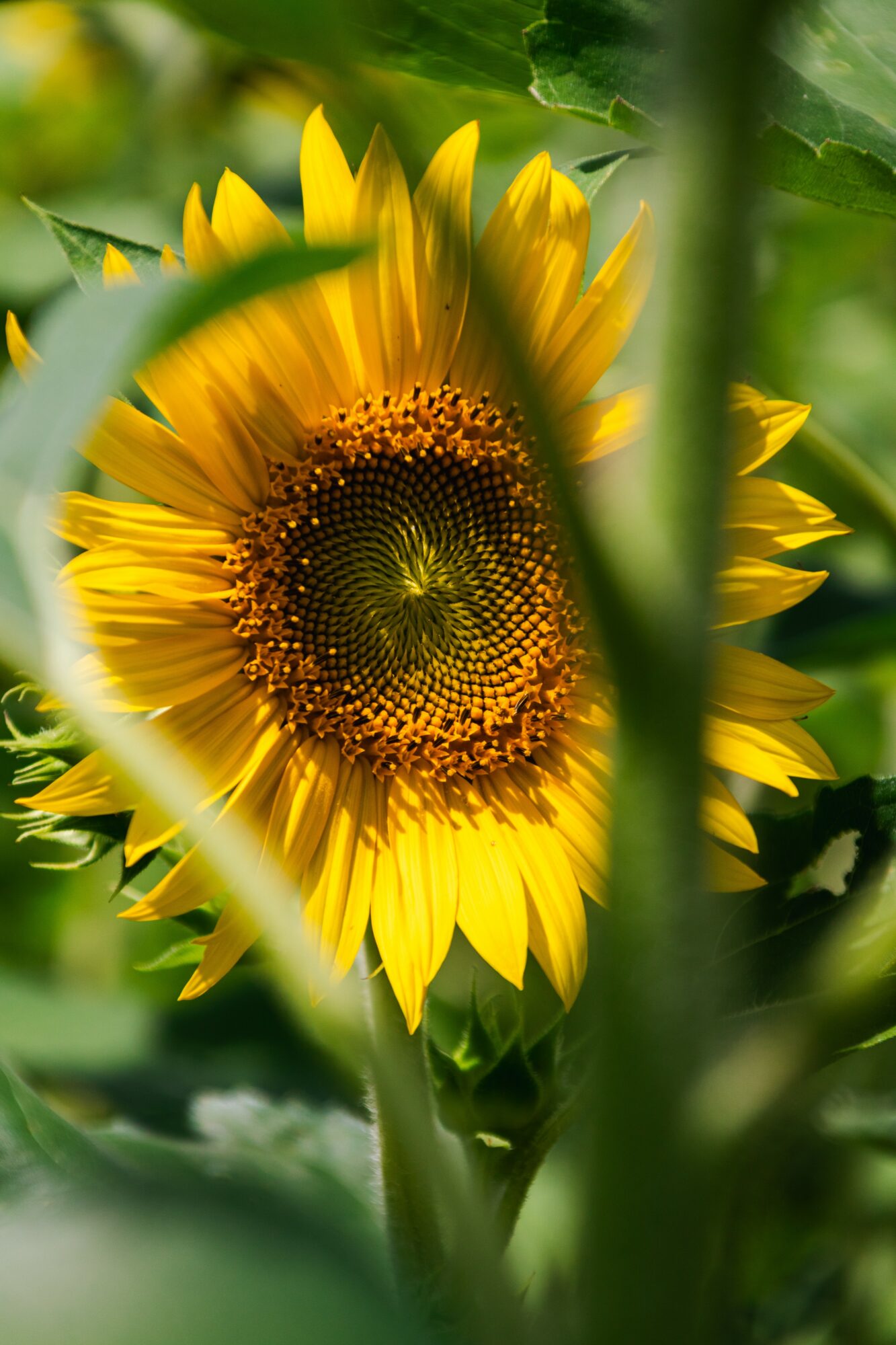 Sunflower with yellow petals and dark center, surrounded by green leaves and stems.