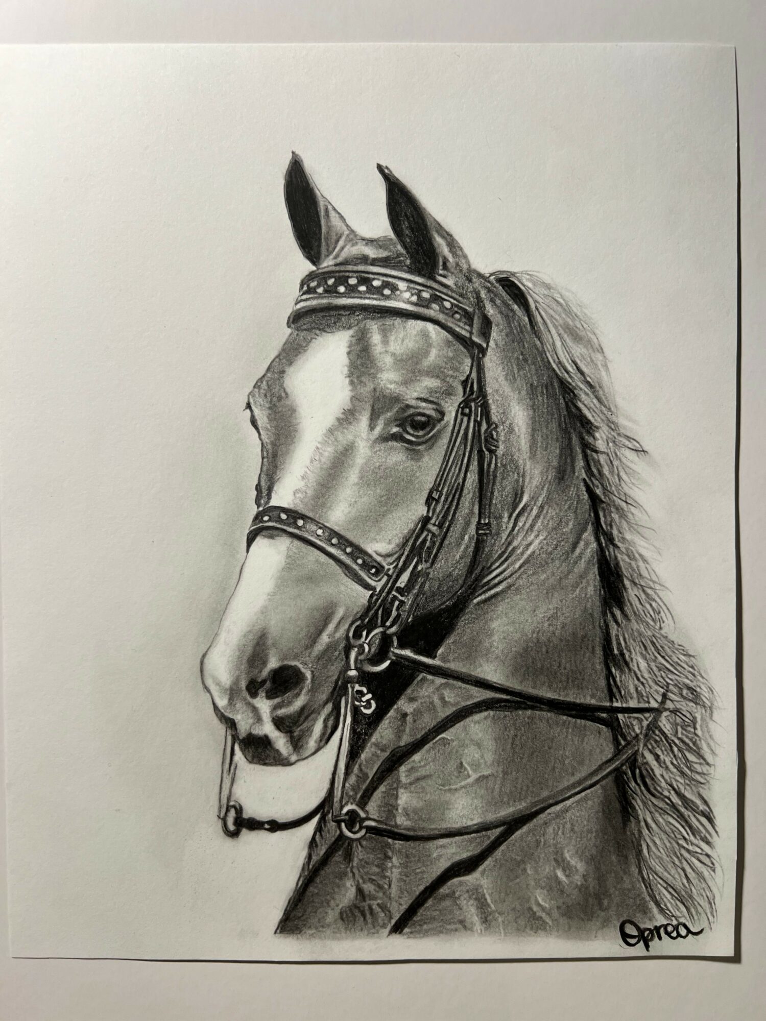 Detailed pencil drawing of a horse's head with bridle, facing left, with mane and facial features visible.