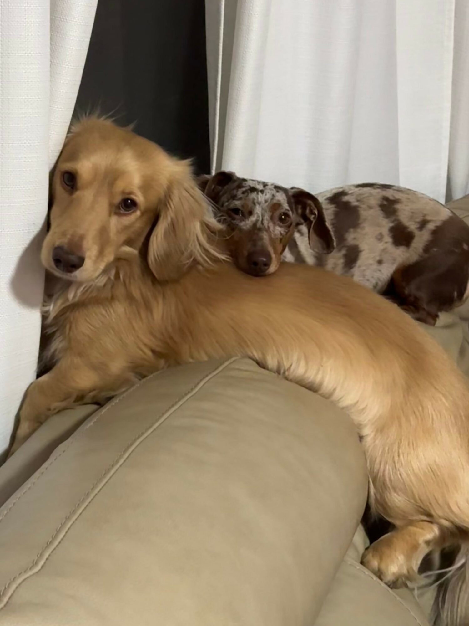 Two dogs resting on a couch, one with long golden fur and the other with a spotted coat, near curtains.