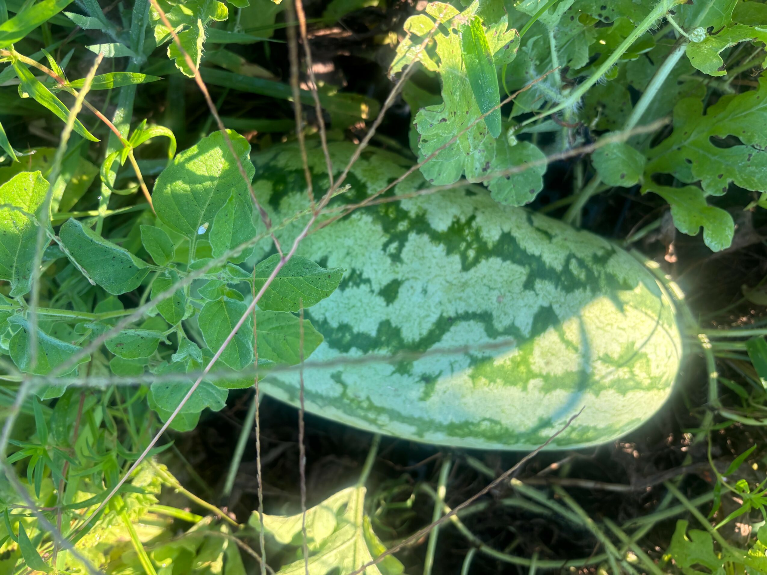 Watermelon growing among green leaves and grass, partially shaded, with a striped pattern on the fruit's surface.