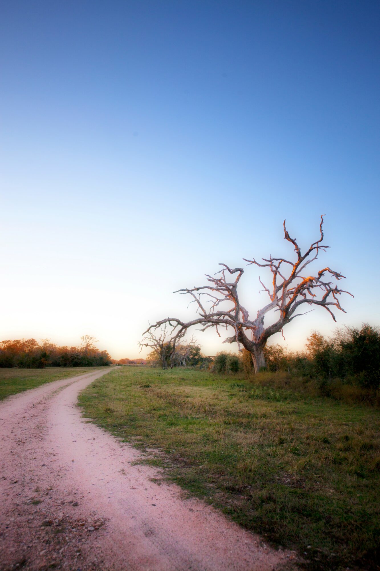 A leafless tree stands beside a dirt path in a grassy field under a clear blue sky.