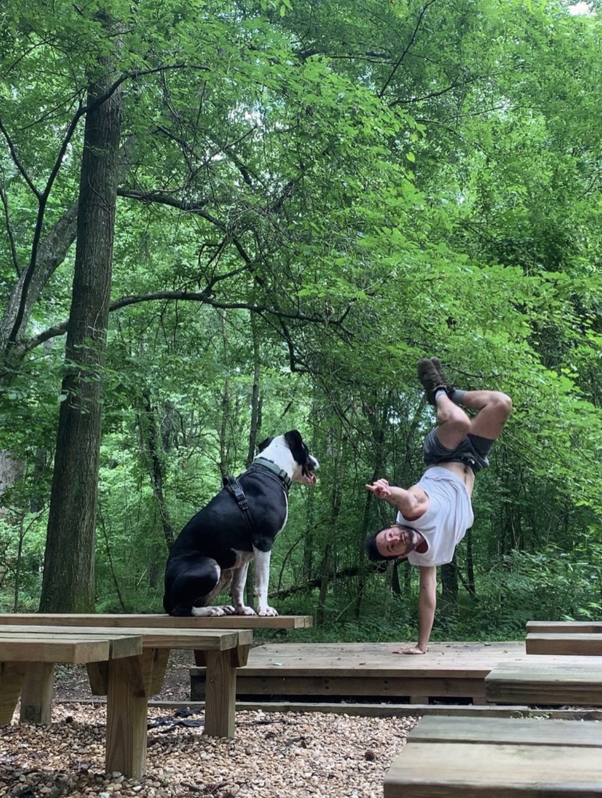 Person performing a handstand outdoors in a forest, with a dog sitting on a wooden platform nearby.