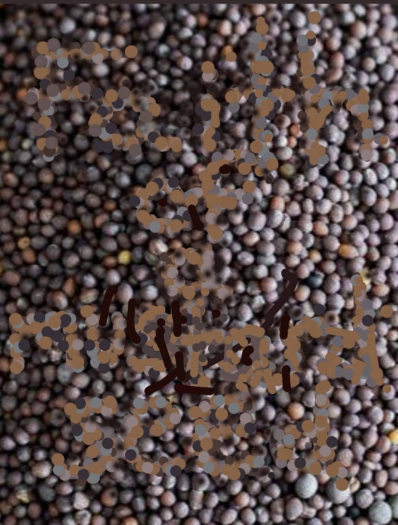 Close-up of small, round, multicolored seeds or grains densely packed together.