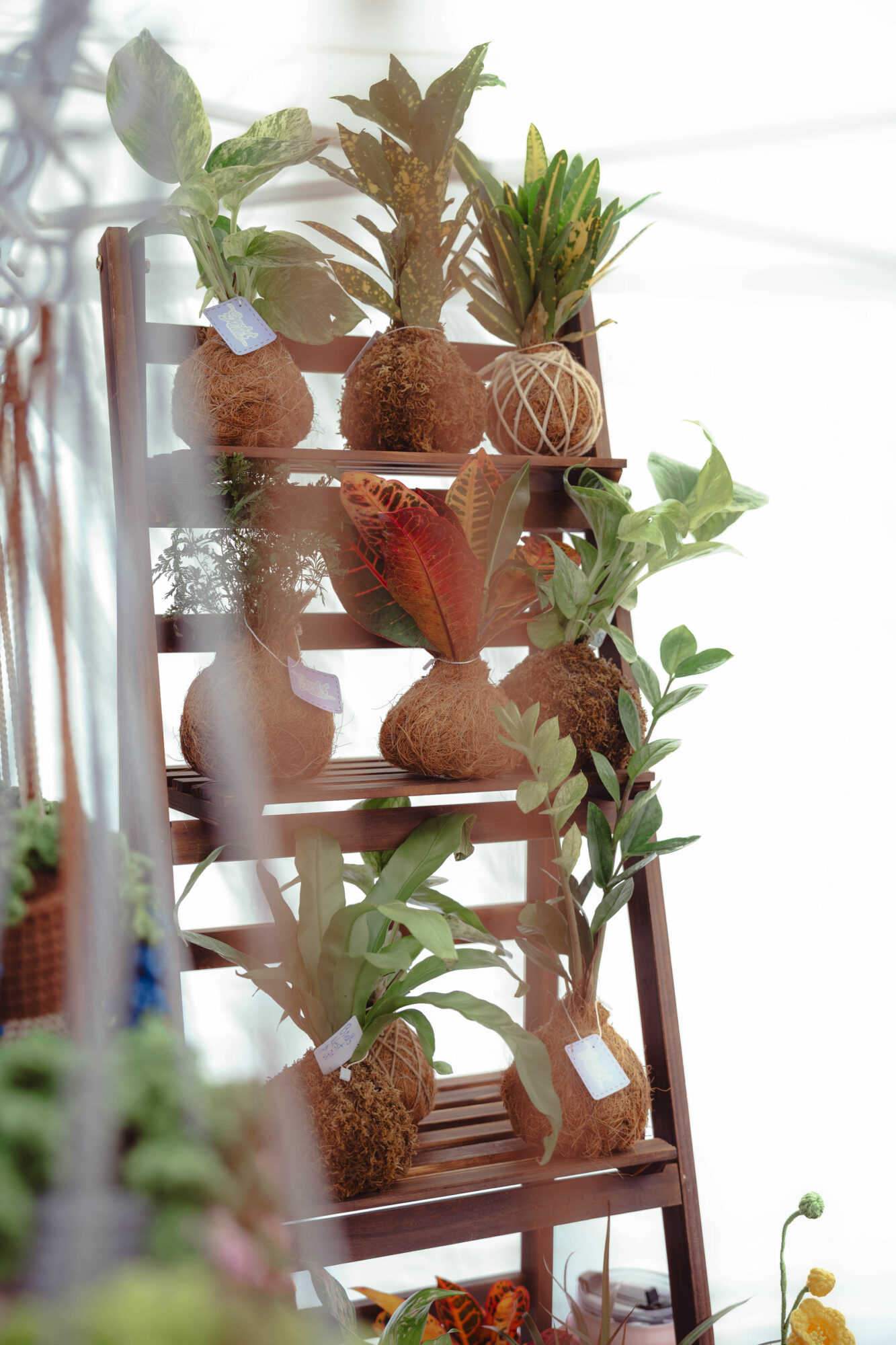 Multiple potted plants and decorative objects on a wooden shelf, with a white background.