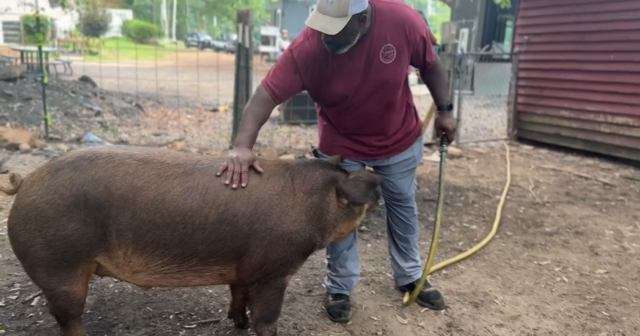 Person petting a pig outdoors, holding a yellow hose, with a red building in the background.