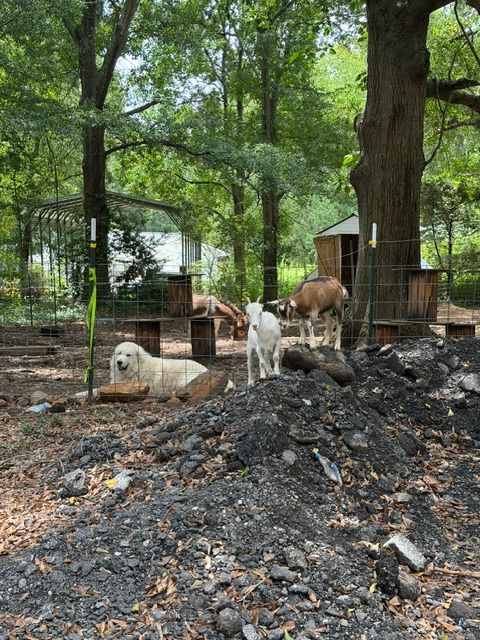 A dog standing on a gravel path surrounded by trees and greenery, with a wooden structure in the background.