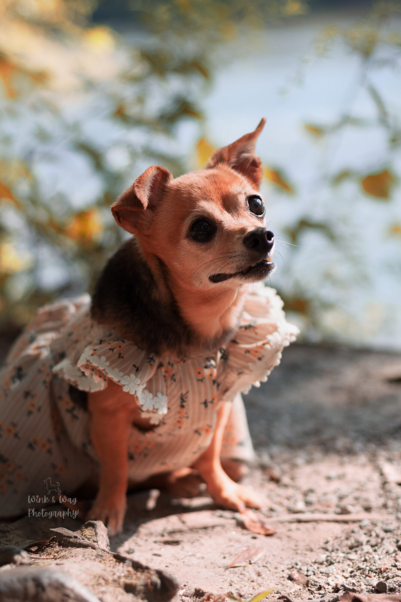 Small dog wearing a lace dress outdoors with blurred trees and water in background.