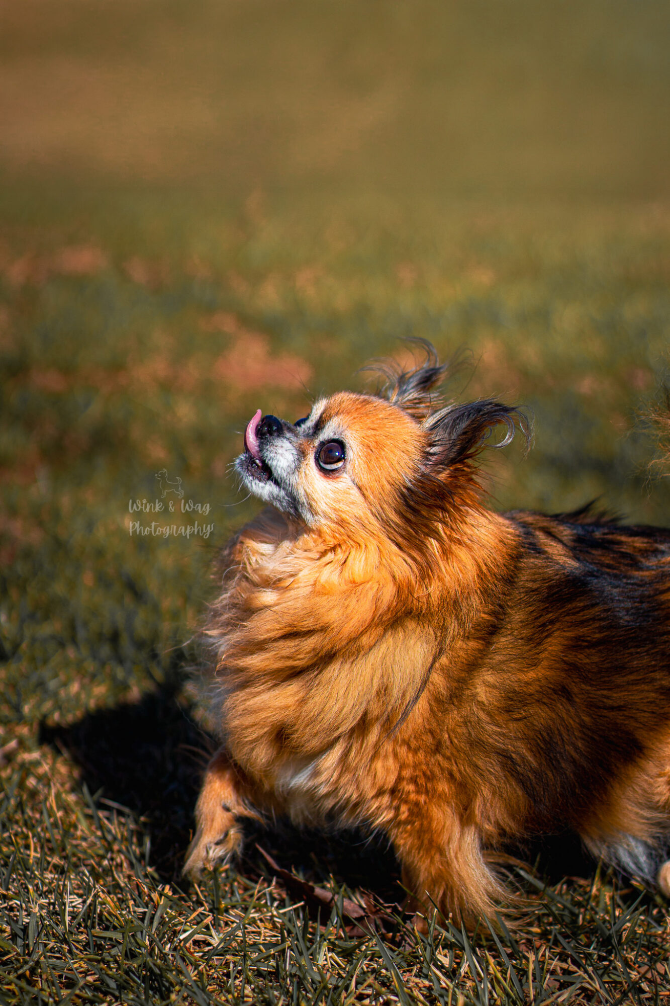 Small dog with long fur lying on grass, looking upward, outdoors in natural light.