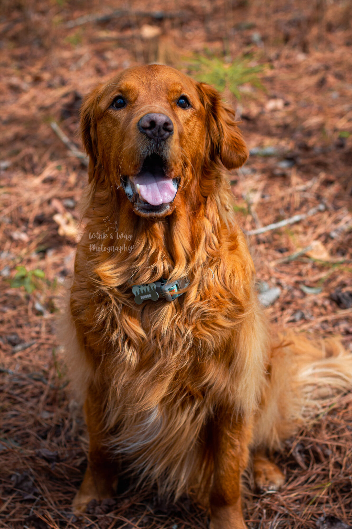 Golden retriever sitting outdoors on brown ground, looking at the camera with mouth open and tongue out.