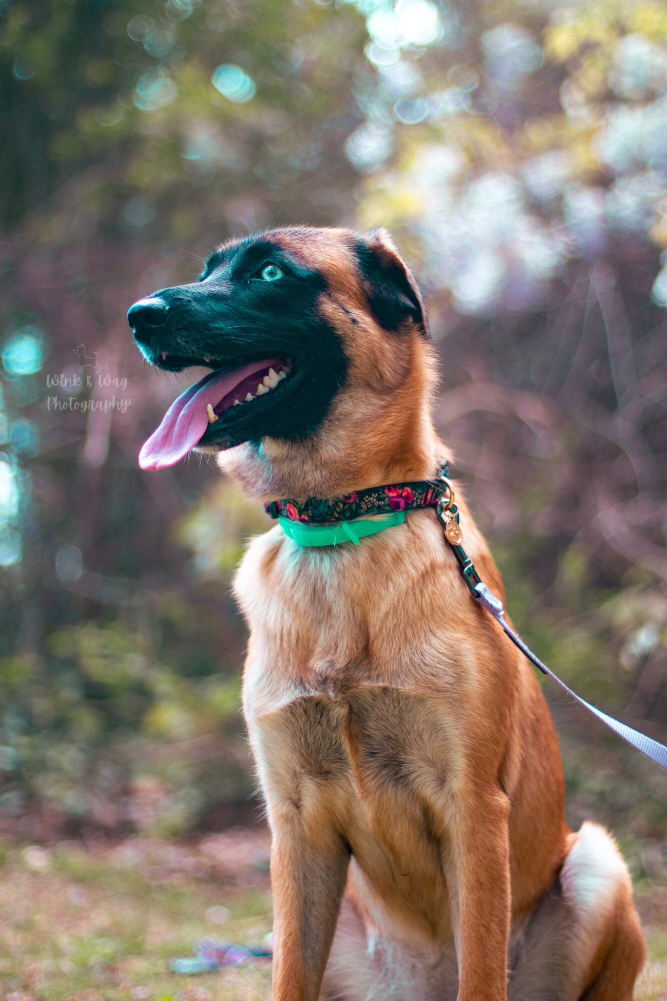 Dog with brown fur and black face, sitting outdoors with tongue out, wearing a green collar and leash, in a natural setting.