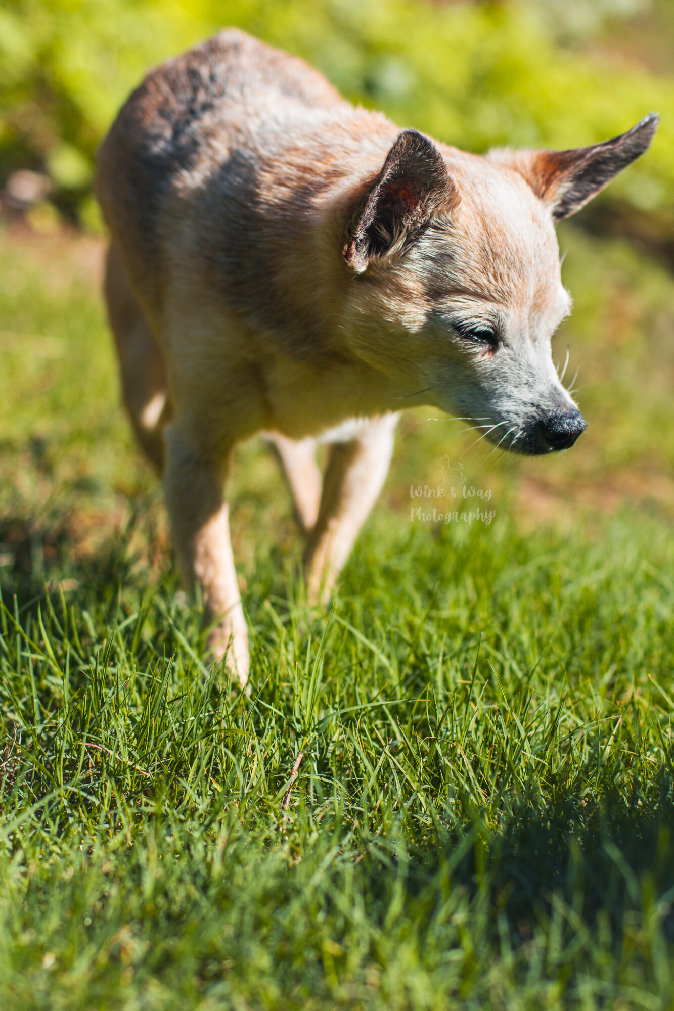 Dog walking on grass with green foliage in background, sunlight illuminating its fur.