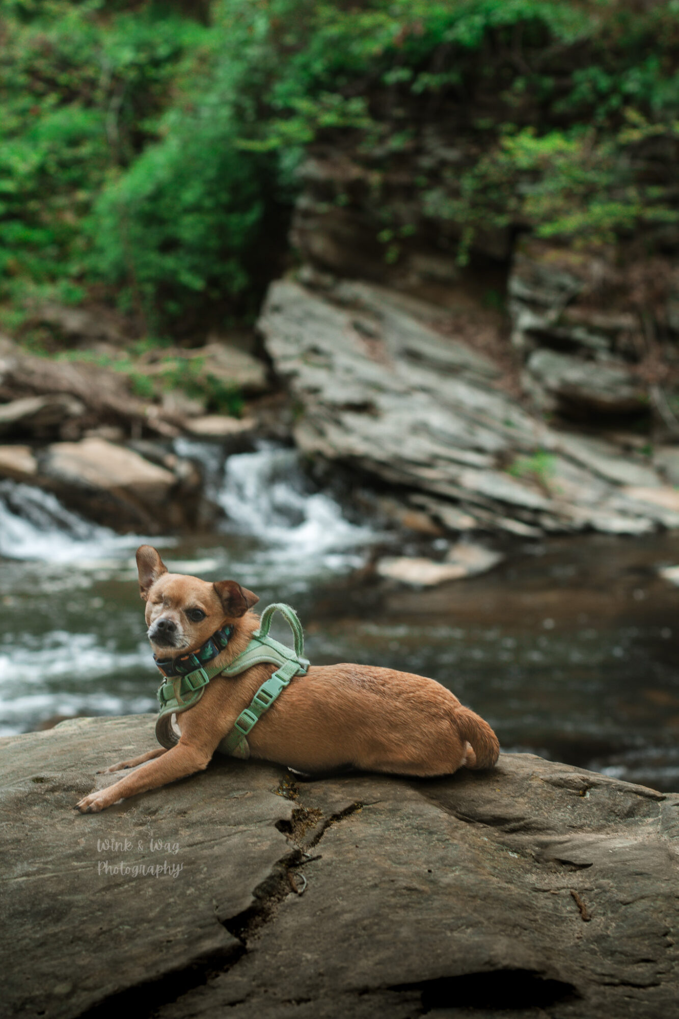 Dog lying on rock near a river with a waterfall and green trees in the background.