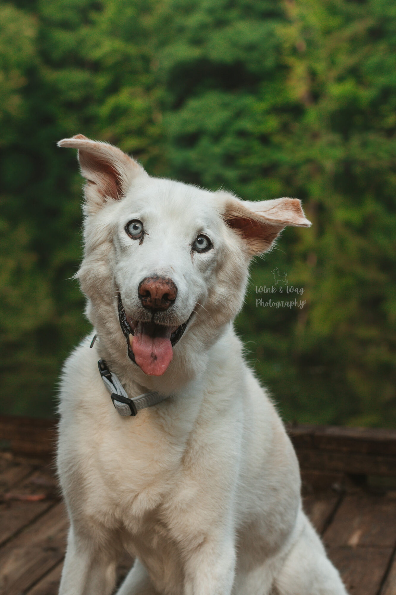 White dog with blue eyes and one ear flopped, sitting outdoors with green trees in background.