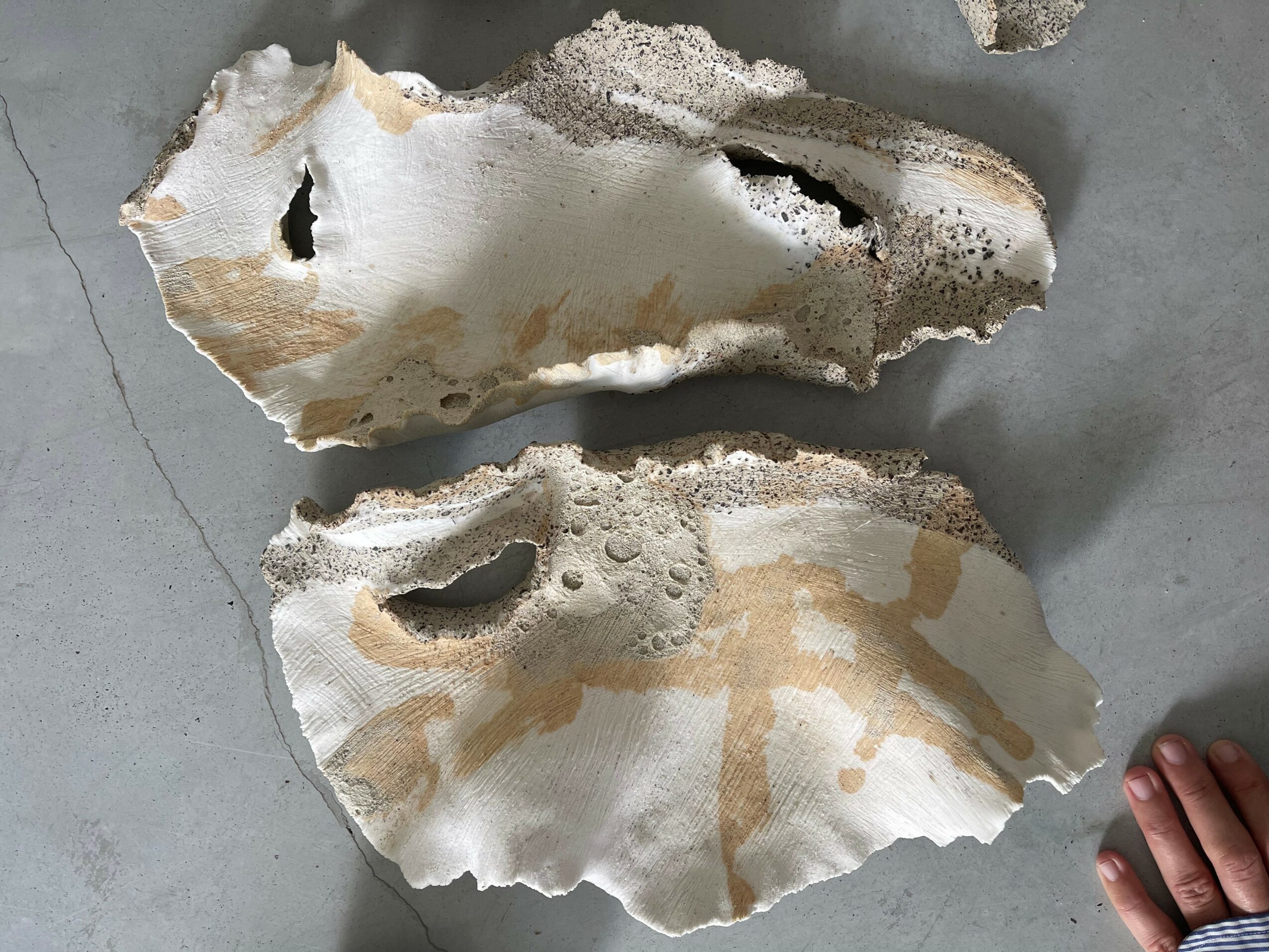 Two torn pieces of a shell with rough edges and holes, placed on a gray surface, with a hand visible in the bottom right corner.