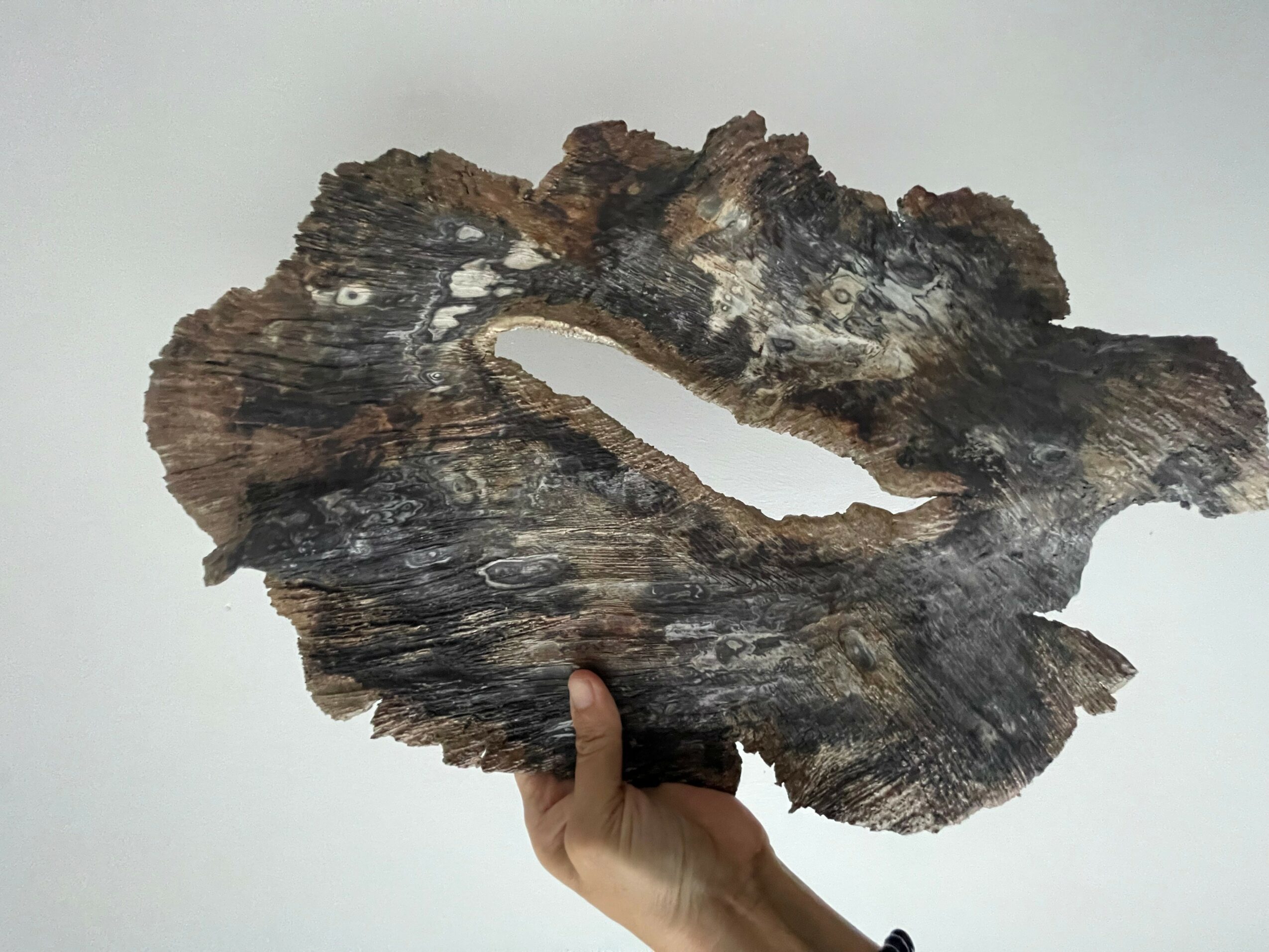 Person holding a large, irregularly shaped piece of weathered wood with a hollow center, against a plain background.