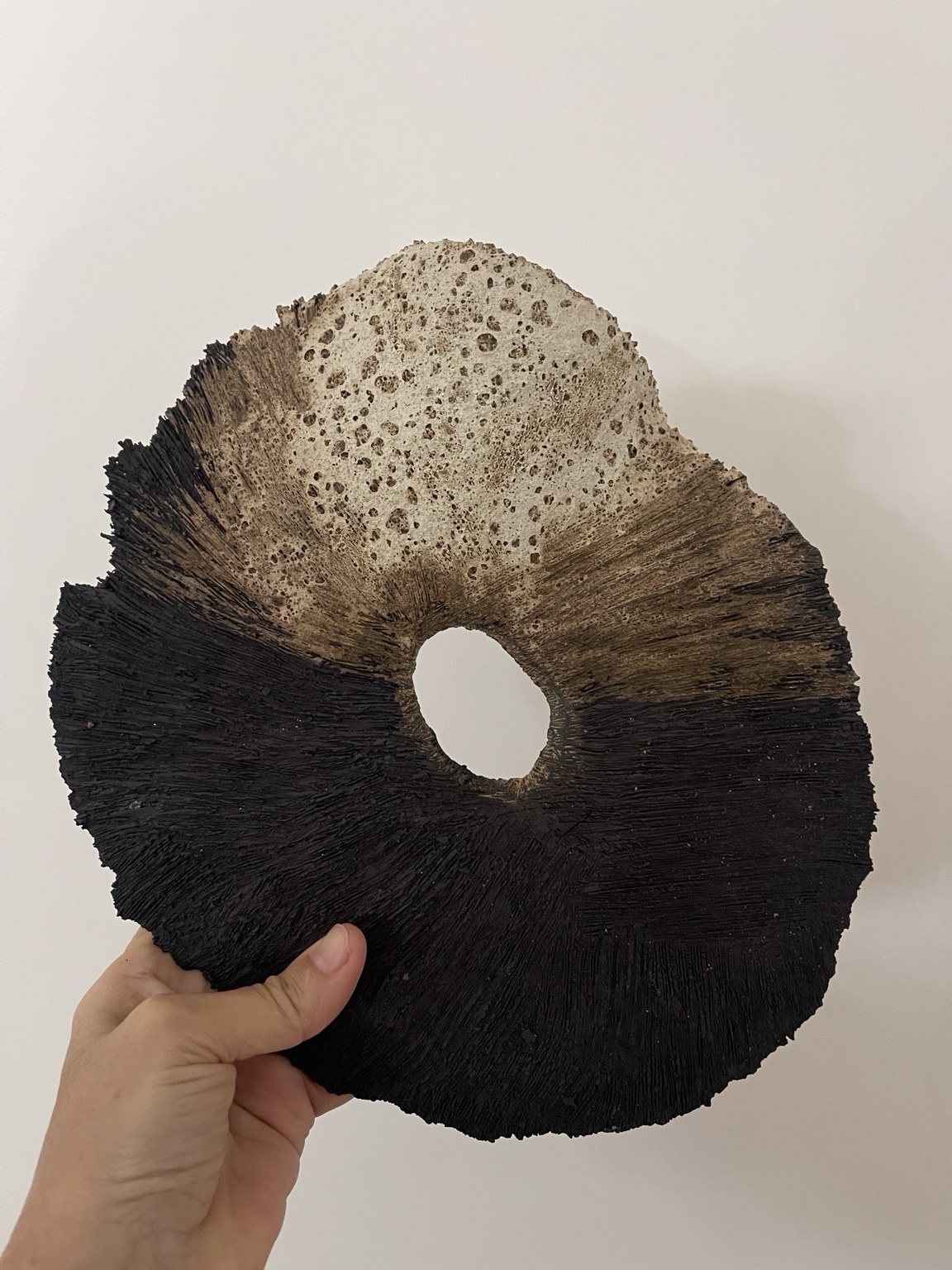 Hand holding a circular object with a hole in the center, textured surface, against a plain background.