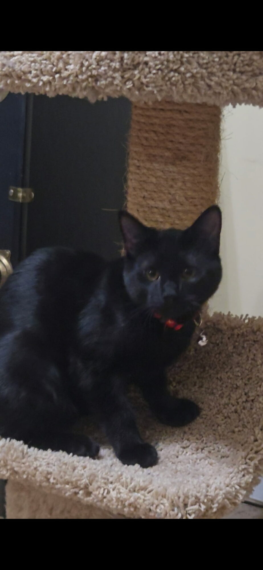 Black cat with a red collar sitting on a beige carpeted surface, with a scratching post and door in background.