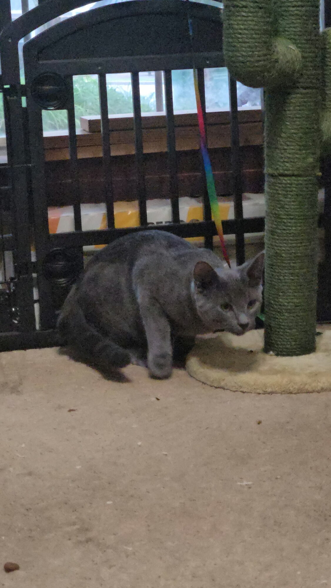 Gray cat crouching near a scratching post inside a cage, with a wooden floor and a window in the background.