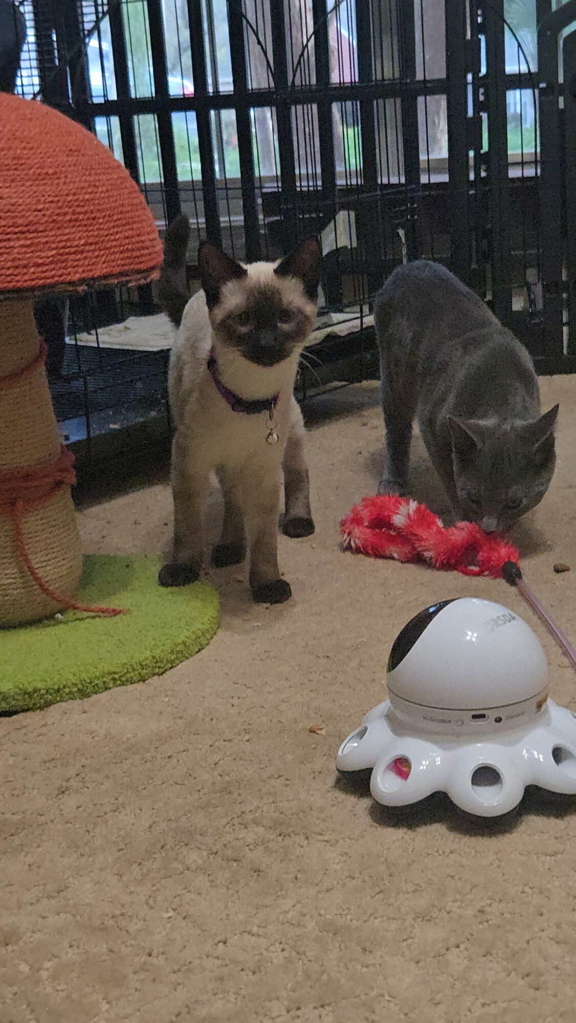 A Siamese cat and a piglet in a room with toys and a cage, with a white robot toy in the foreground.