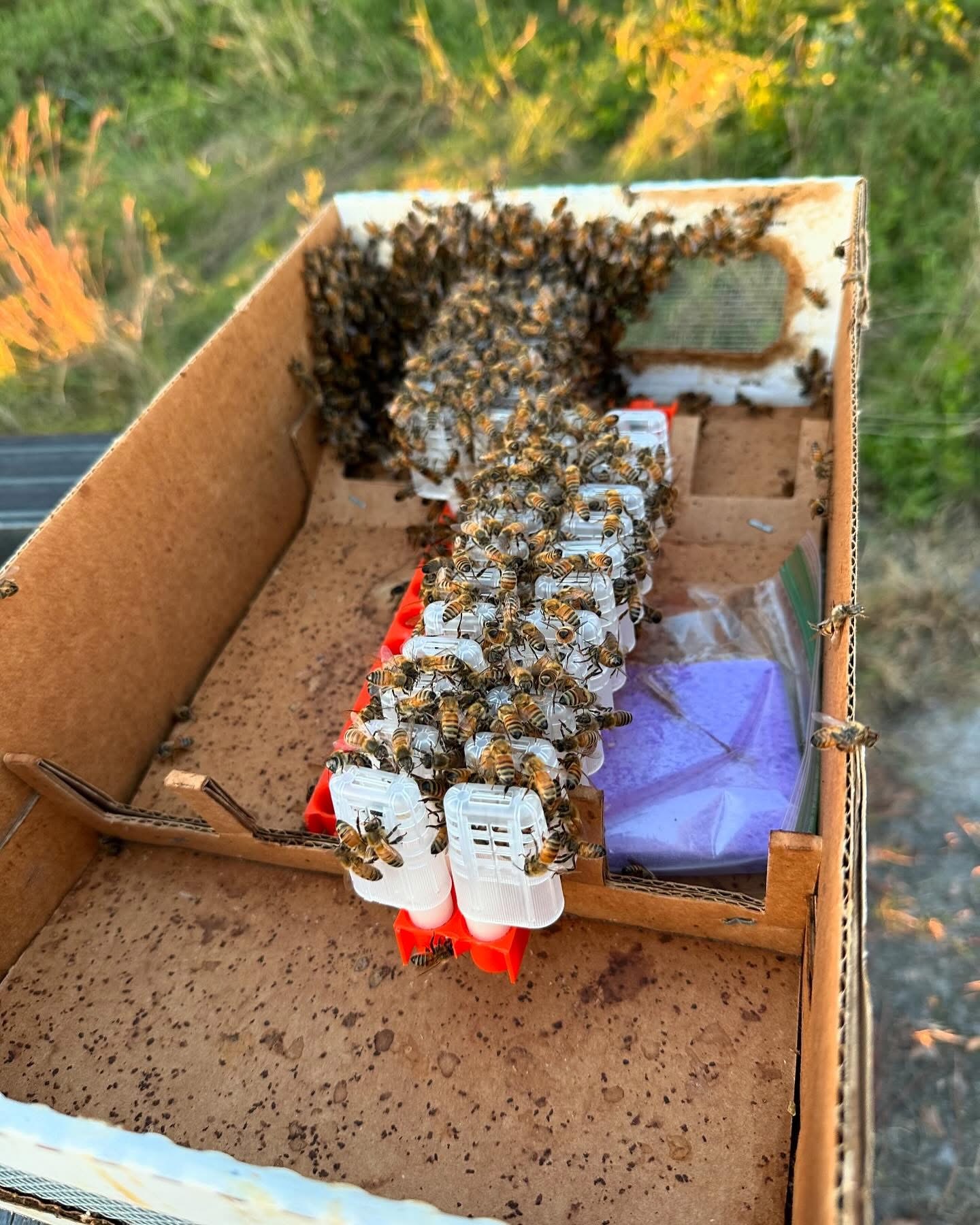 Bees on a wooden hive frame with a purple bag and a greenish object inside a cardboard box outdoors.