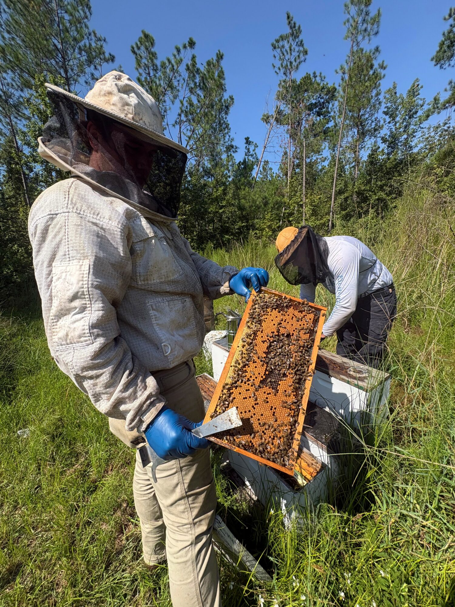 Two beekeepers inspecting a hive frame outdoors with trees and blue sky in background.