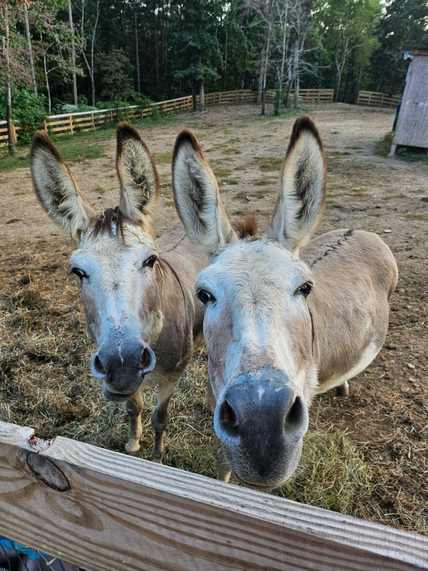 Two donkeys standing outdoors on dirt, with trees and a wooden fence in the background.