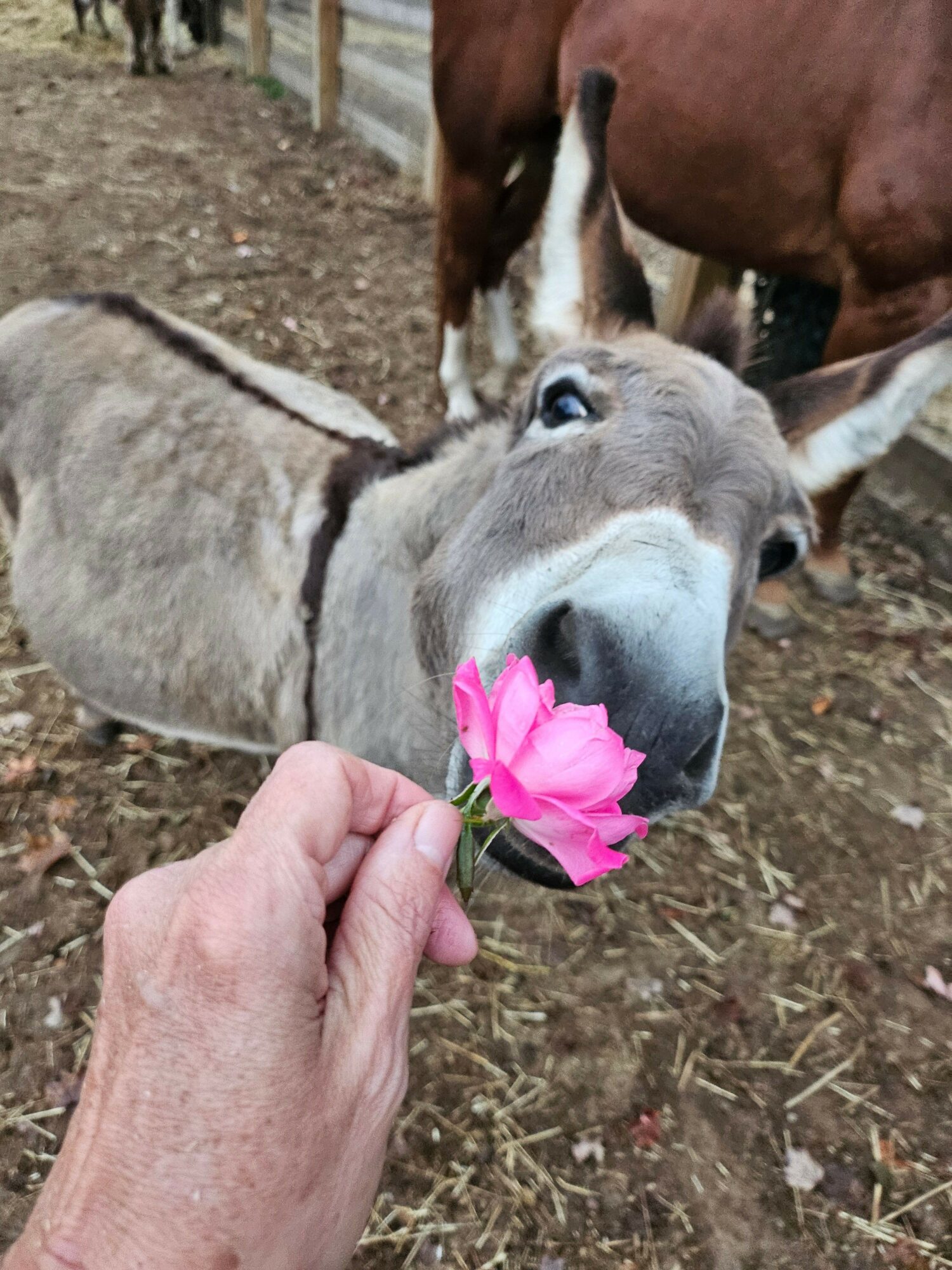 A donkey sniffs a pink flower held by a person's hand outdoors, with another donkey in the background.