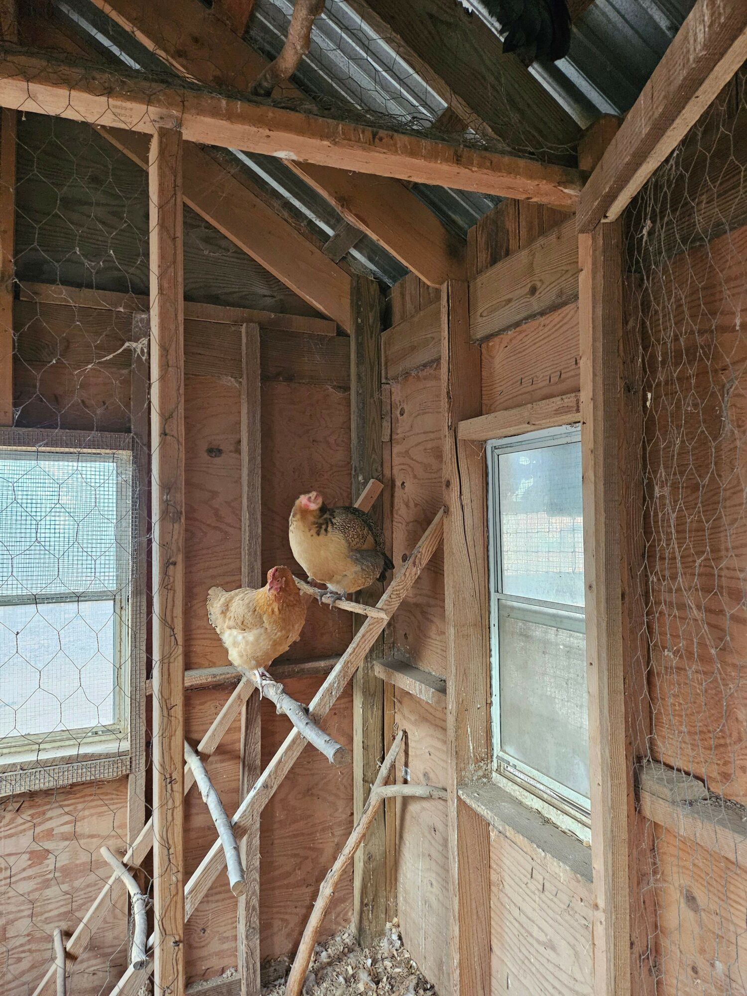 Interior view of a wooden structure with a window, showing construction materials and a small animal on a branch.