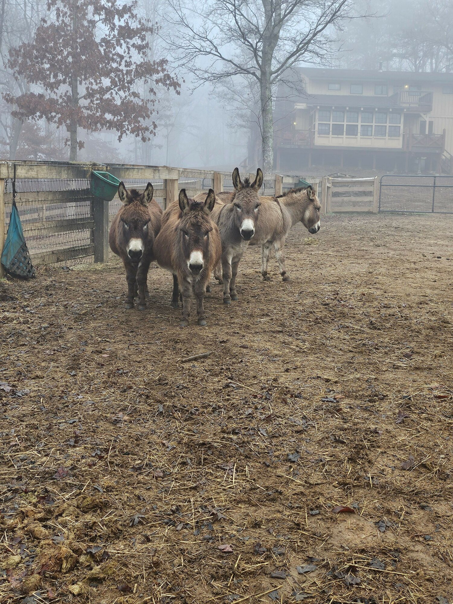 Group of horses standing on a dirt field with trees and buildings in the background.