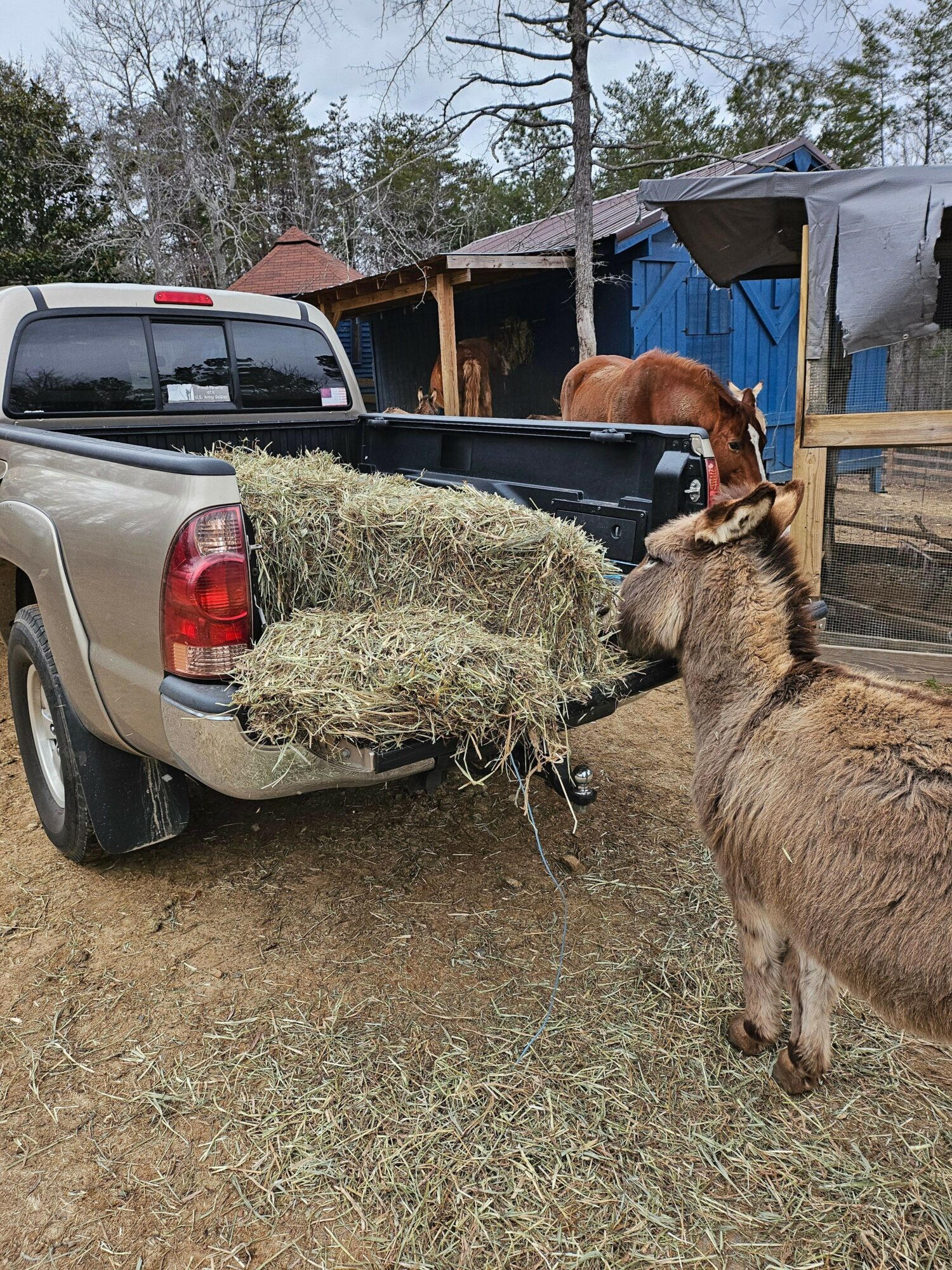 A donkey stands next to a hay bale in a rural setting with a truck and a person in the background.
