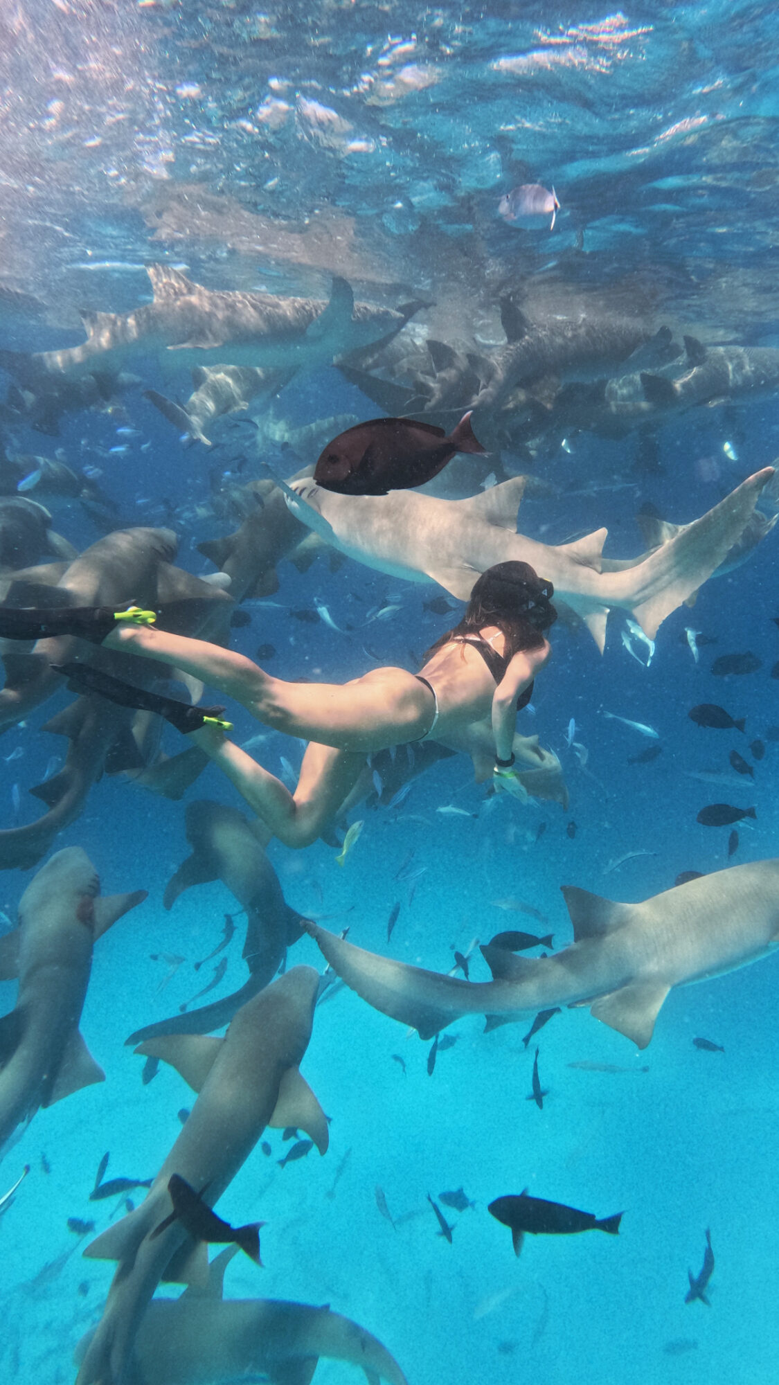 Person swimming underwater surrounded by various sharks and fish in clear blue water.