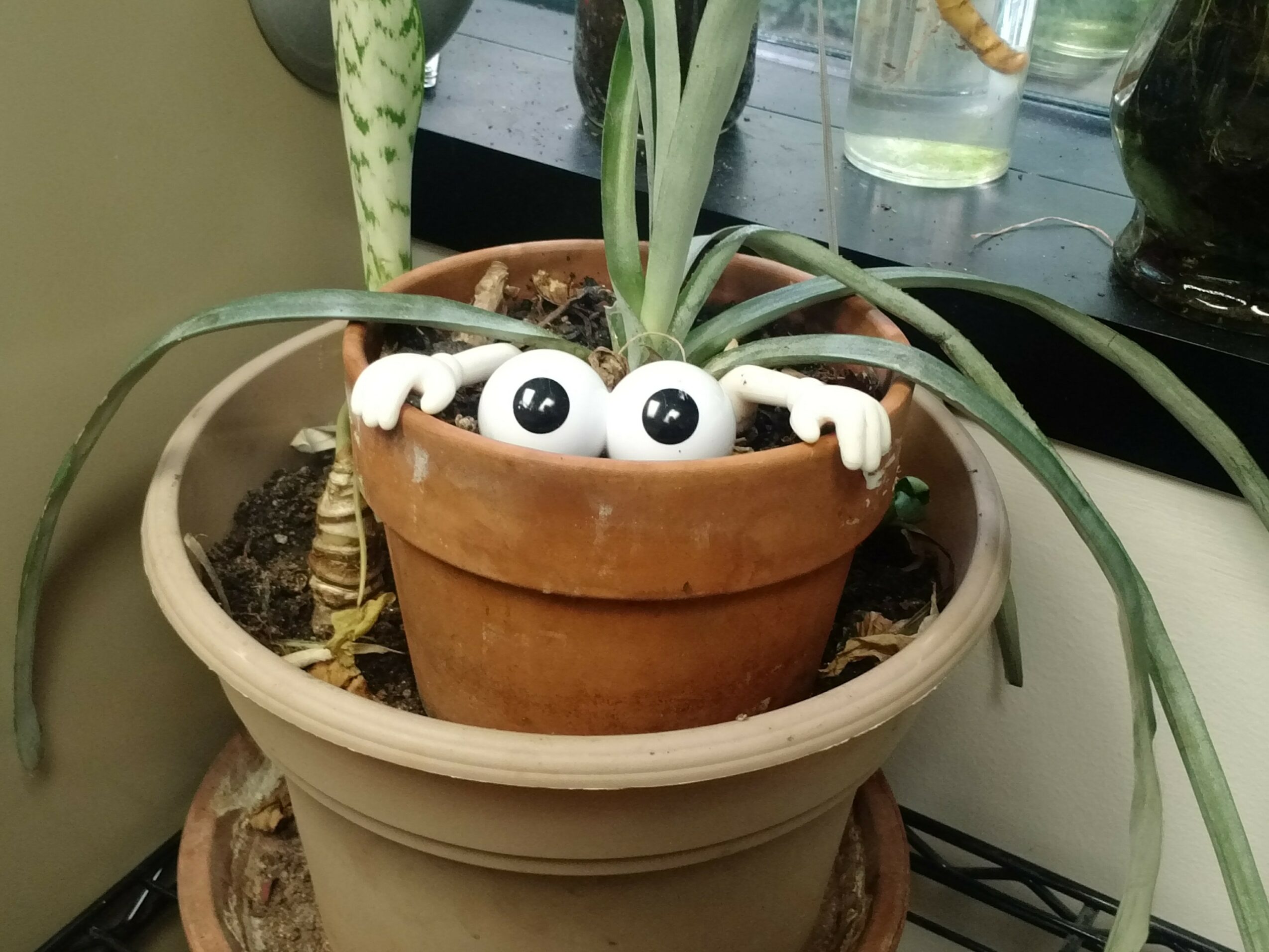 A potted plant with a small terracotta pot containing a plant with long, green leaves. A decorative white creature with three eyes and a smiling face is attached to the pot's rim, peeking out from the soil. The background shows glass bottles and a black surface.